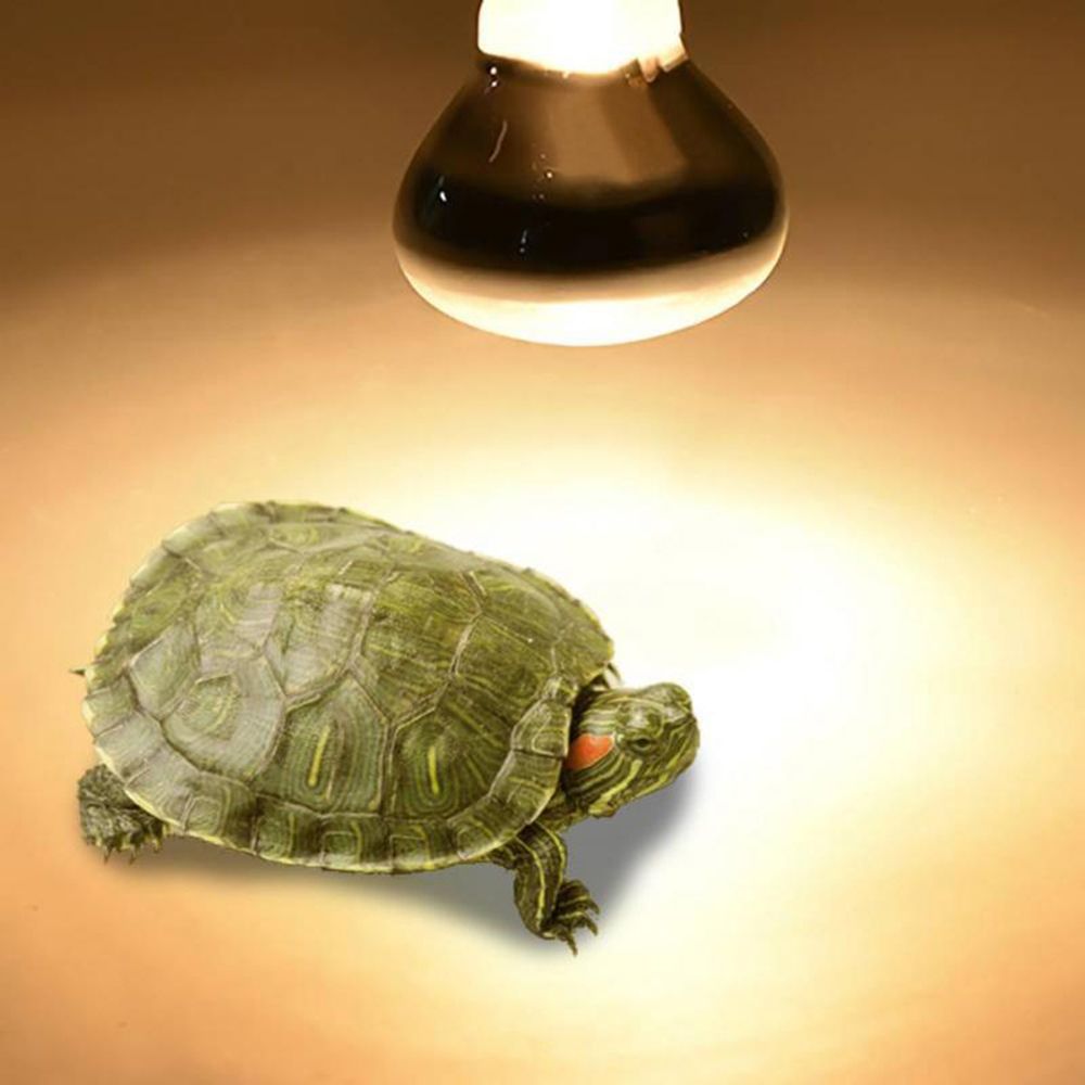 Lampada Riscaldante per Tartar - Basking Bulb Halogen recensione e prezzo