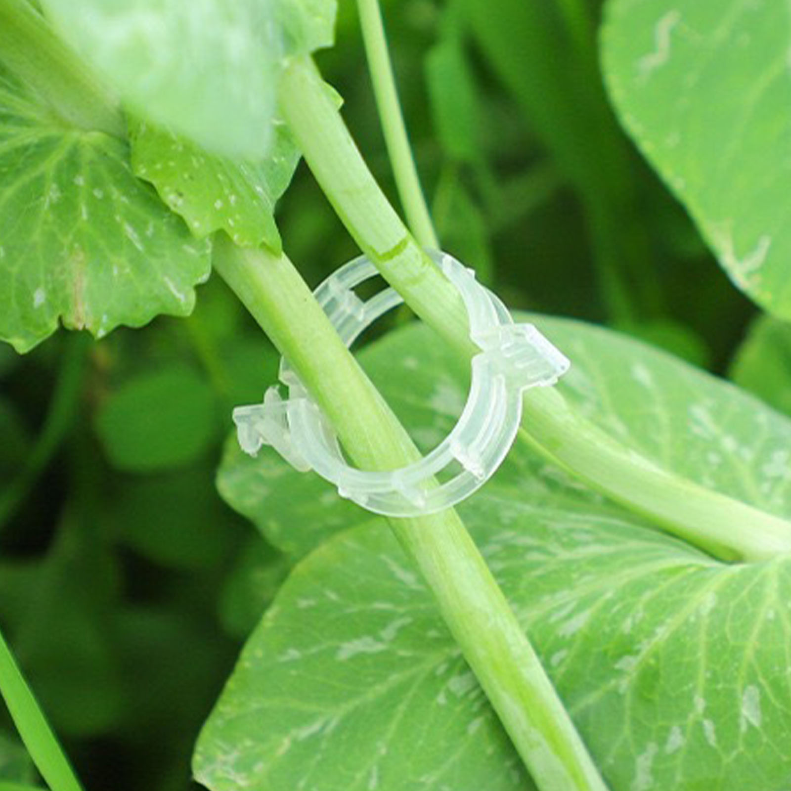 Clip in Plastica Sicure per Pi - Vine Climbing Plastic recensione e prezzo