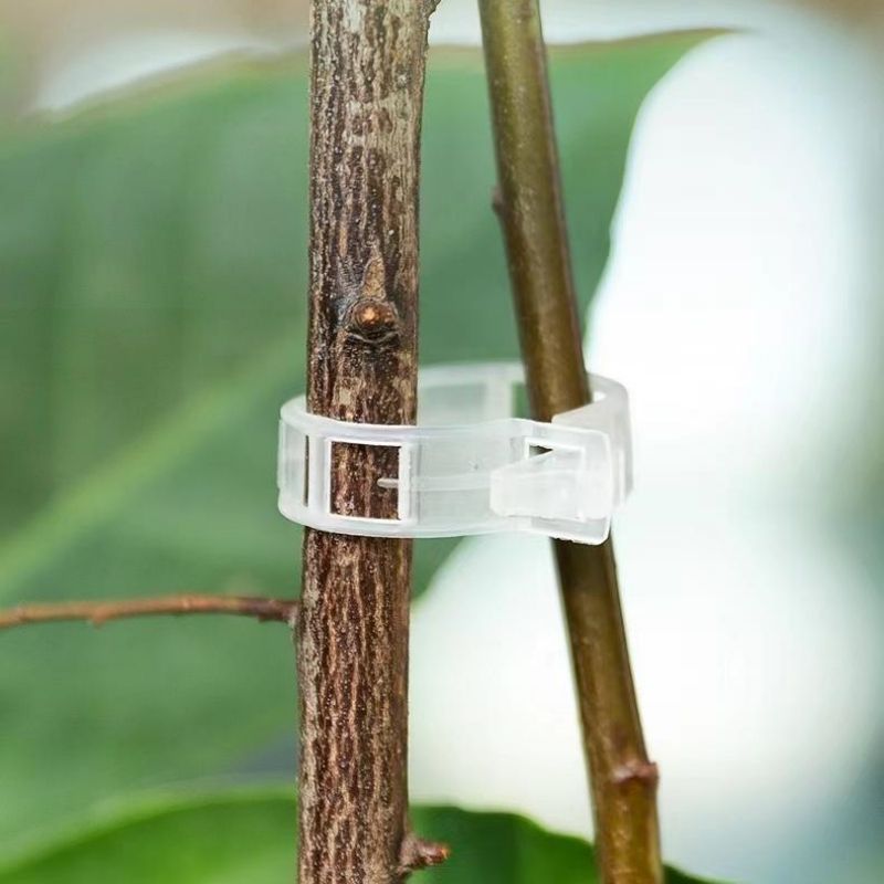 Clip di Supporto per Piante in - Vine Climbing Plastic recensione e prezzo